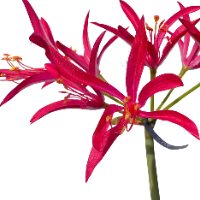 Zijde gloriosa roze closeup